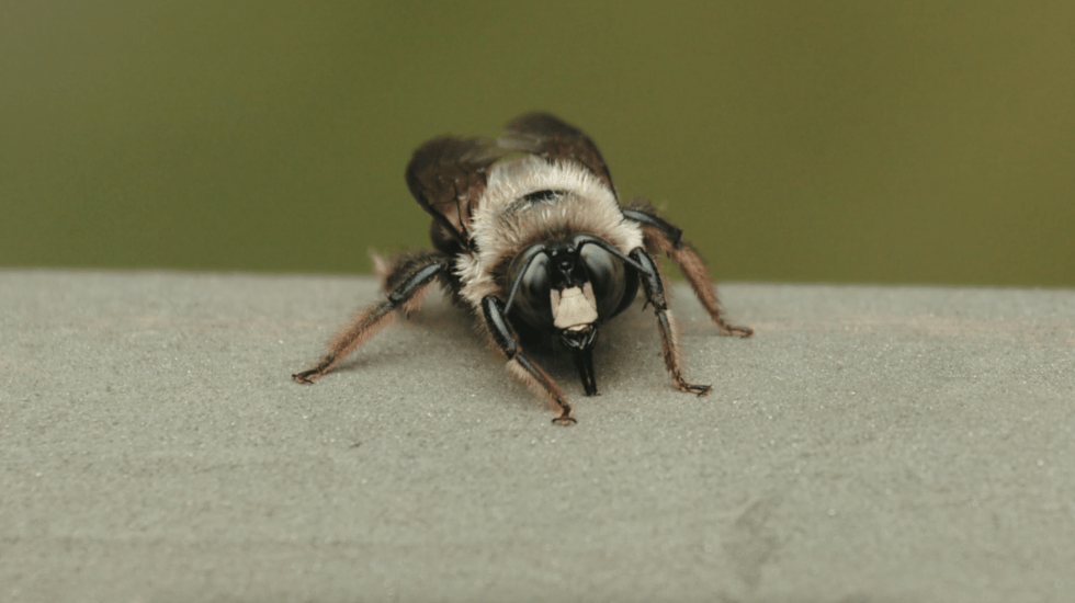 Carpenter_Bee-980x550